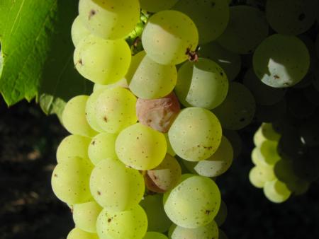 Inicio de la enfermedad de Botrytis en las uvas; Crédito de la foto: Extensión Cooperativa de la Universidad de California Condado de Sonoma